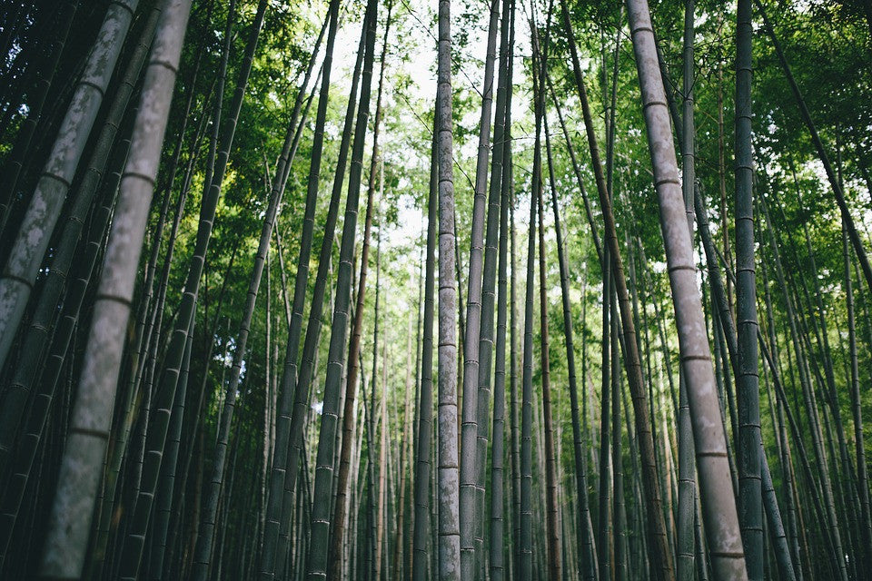 What you need to know about bamboo