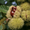 Plant Dyeing Process using Chestnuts